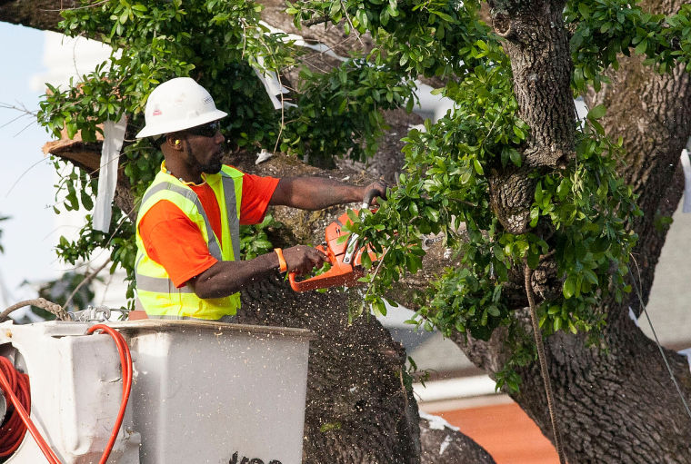 Removal of oaks at Toomer's Corner